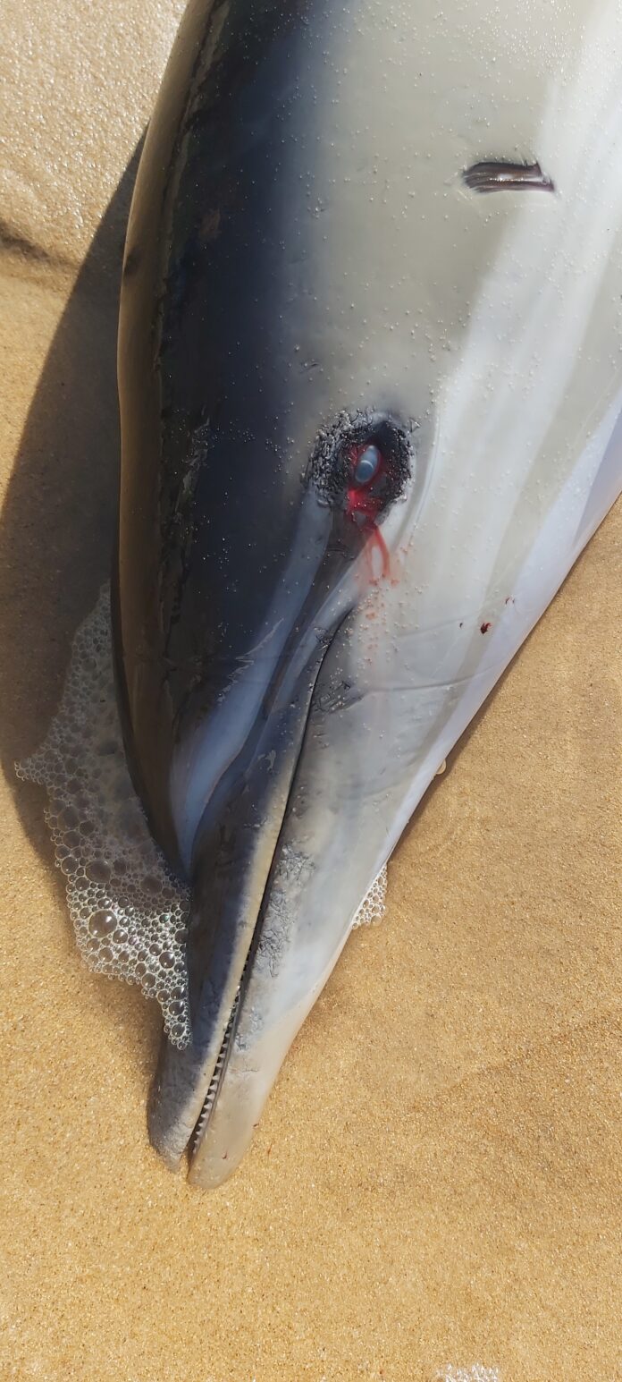 Golfinho que arrojou à praia mutilado, sem as barbatanas anal e peitorais, que servem para se orientar e equilibrar. Mais um crime ambiental