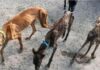 O Tribunal considera inconstitucional sancionar os criminosos que maltratam animais