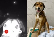 Bailey, um cão abandonado, e recentemente adoptado fugiu,para regressar ao abrigo, onde vivera um ano (a rescue dog recently adopted, run away to go back to the shelter)