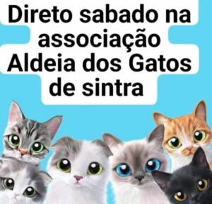A Associação Aldeia dos Gatos Sintra tem feito muito pelos os gatos em Sintra