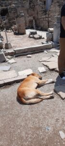 Os cães abandonados também recebem o respeito da comunidade turca