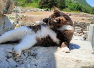 os gatos abandonados na Turquia são reis e senhores e estão por todo o lado