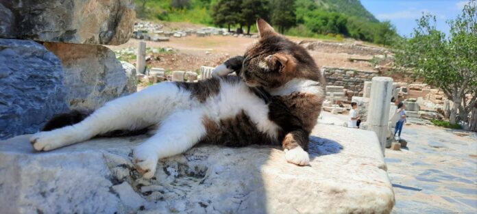os gatos abandonados na Turquia são reis e senhores e estão por todo o lado