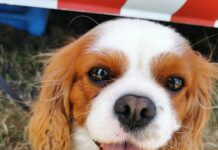 cão da raça King Charles em visita à Feira do animal em Oeiras 2023
