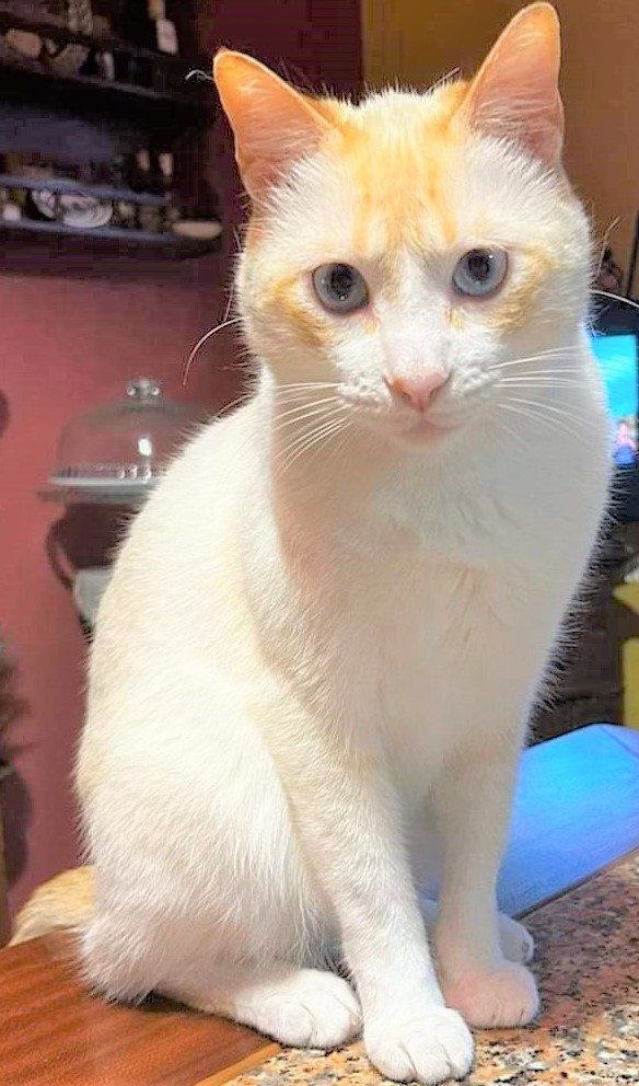 Zeus é um gatinho branco e amarelo de olho azul que anda perdido na zona de Mem Martins