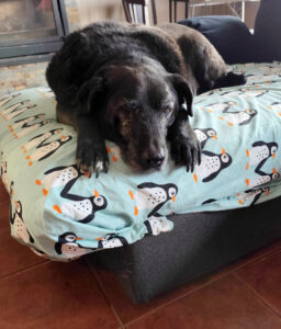 Armani, um cão velhote de pelo negro e porte grande, encontra-se deitado numa cama descontraído, junto da família que o adotou