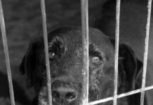 Armani, um cão velhote de pelo negro e porte grande, anseia atrás da porta do canil por alguém que o adote.