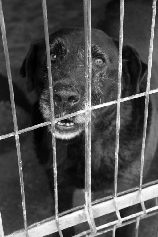 Armani, um cão velhote de pelo negro e porte grande, anseia atrás da porta do canil por alguém que o adote.
