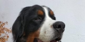 Cão da raça bouvier de bernois,castanho, preto e branco, roubado em Évora