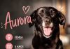 Aurora para adopção Aurora, uma cadelinha castanha, com 5 anos procura ser adoptada