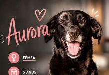 Aurora, uma cadelinha castanha, com 5 anos procura ser adoptada