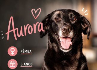 Aurora, uma cadelinha castanha, com 5 anos procura ser adoptada