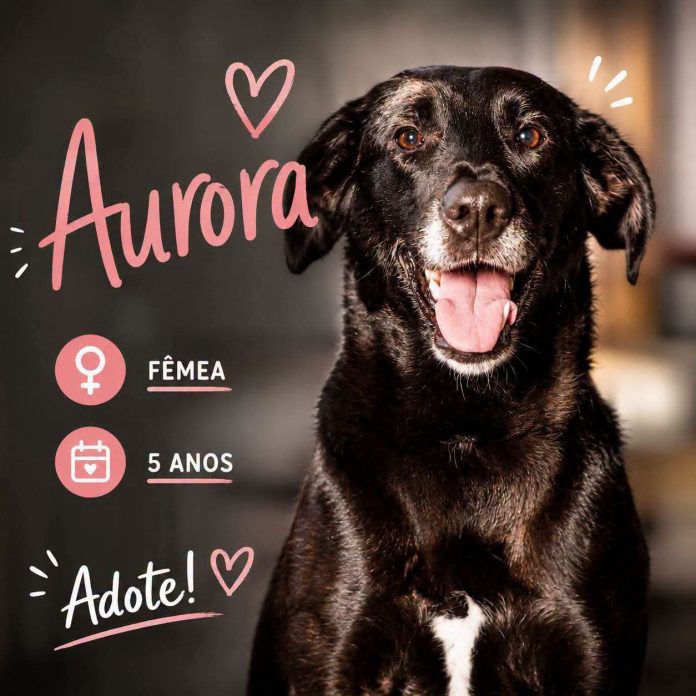 Aurora IRA 2026 Aurora, uma cadelinha castanha, com 5 anos procura ser adoptada