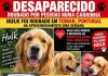 Cão de nome Hulk, retriever do labrador creme, levado por viatura branca