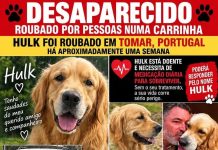 Devolvam o Hulk Cão de nome Hulk, retriever do labrador creme, levado por viatura branca
