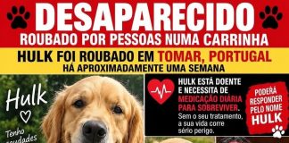 Devolvam o Hulk Cão de nome Hulk, retriever do labrador creme, levado por viatura branca