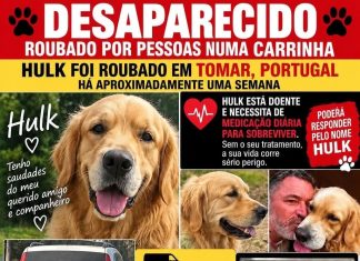 Devolvam o Hulk Cão de nome Hulk, retriever do labrador creme, levado por viatura branca