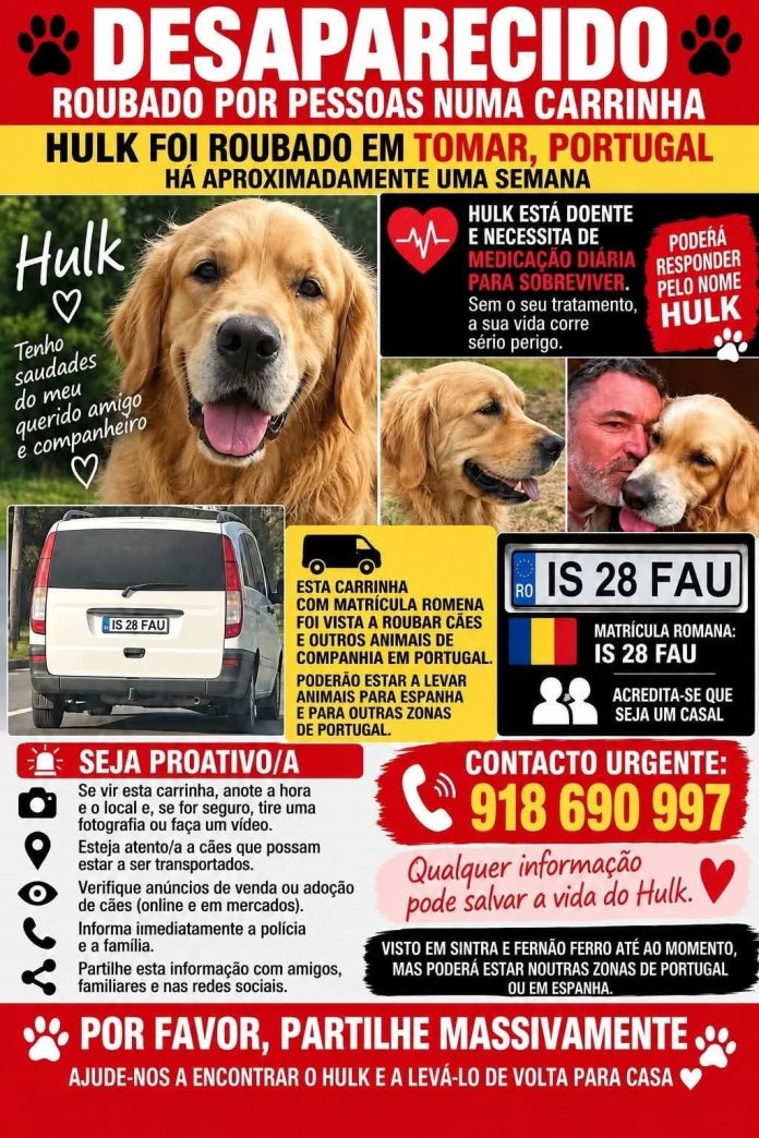 HULK Cão de nome Hulk, retriever do labrador creme, levado por viatura branca