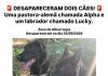 Dois cães estão desaparecidos, 1 de raça labrador e outro pastor alemão de nome Lucky e Alpha