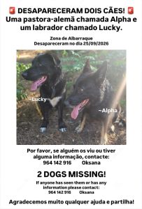 Dois cães estão desaparecidos, 1 de raça labrador e outro pastor alemão de nome Lucky e Alpha