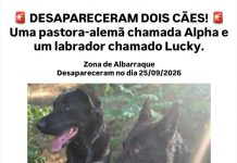 Dois cães estão desaparecidos, 1 de raça labrador e outro pastor alemão de nome Lucky e Alpha