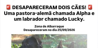 Dois cães estão desaparecidos, 1 de raça labrador e outro pastor alemão de nome Lucky e Alpha