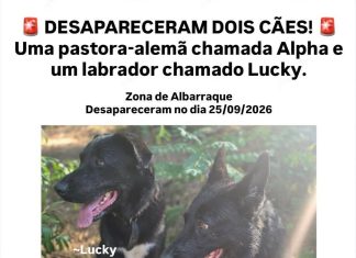 Dois cães estão desaparecidos, 1 de raça labrador e outro pastor alemão de nome Lucky e Alpha