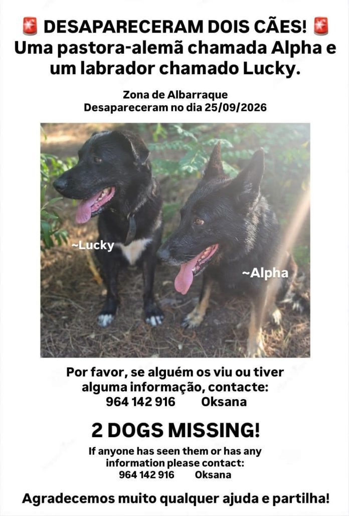 Dois cães estão desaparecidos, 1 de raça labrador e outro pastor alemão de nome Lucky e Alpha