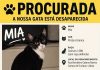 Mia, uma gata preta e branca desapareceu de casa