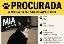Mia, uma gata preta e branca desapareceu de casa