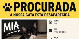 Mia, uma gata preta e branca desapareceu de casa