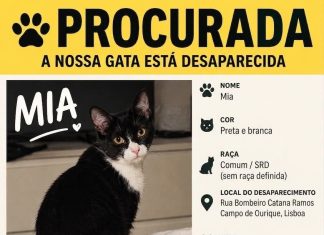 Mia, uma gata preta e branca desapareceu de casa