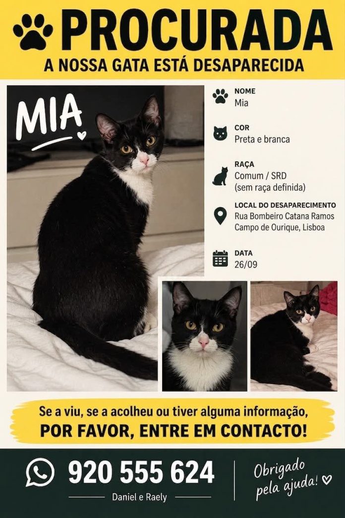 Mia, uma gata preta e branca desapareceu de casa