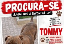 Tommy é um cão de tamanho médio de cor castanha que despareceu. pode ter sido roubado