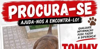 Tommy é um cão de tamanho médio de cor castanha que despareceu. pode ter sido roubado