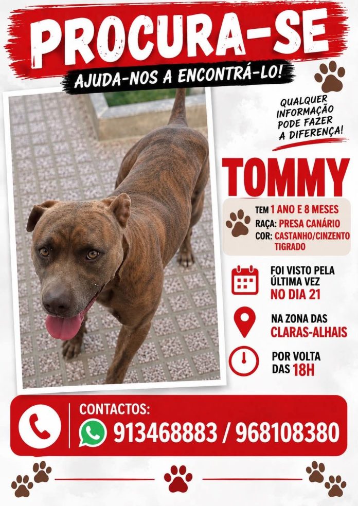 Tommy é um cão de tamanho médio de cor castanha que despareceu. pode ter sido roubado