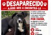 Vitória é uma cadelinha de porte médio preta e branca que está desaparecida