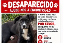 Vitória é uma cadelinha de porte médio preta e branca que está desaparecida