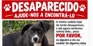 Vitória é uma cadelinha de porte médio preta e branca que está desaparecida